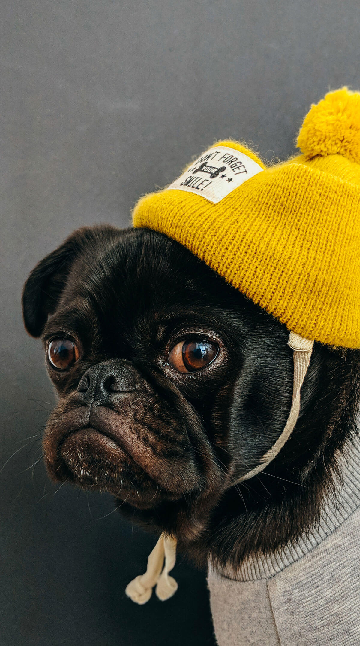 Contact Pup