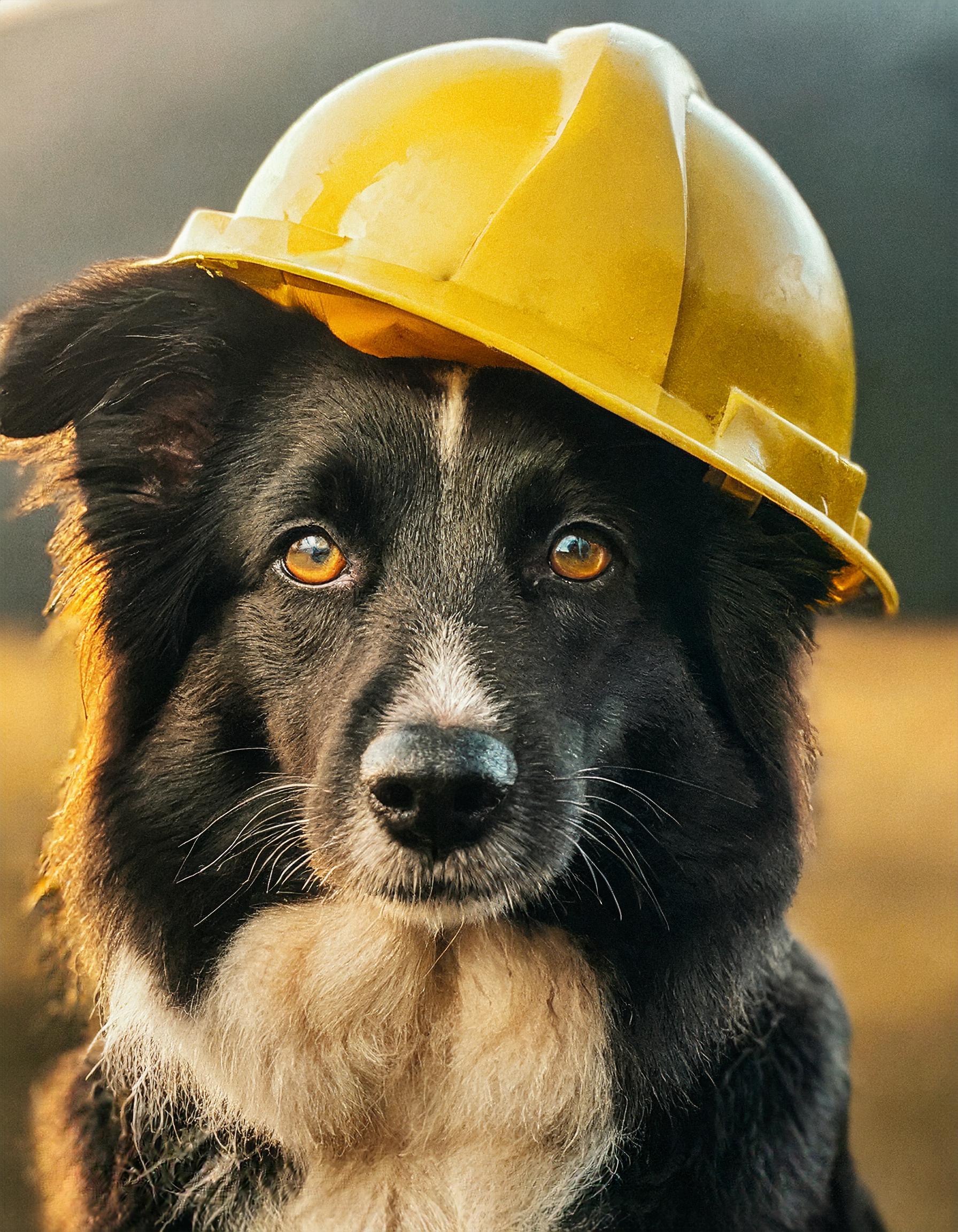 Dog at Work