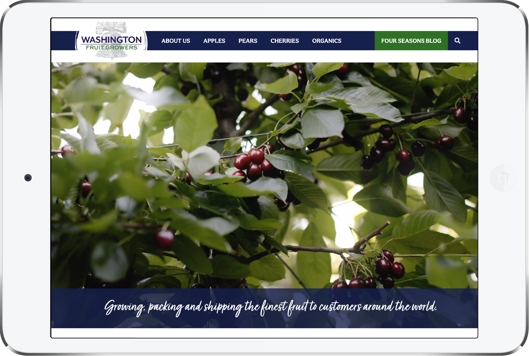 Washington Fruit